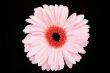 pink gerbera isolated on black