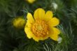adonis vernalis 2