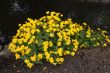 caltha palustris