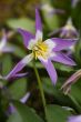 erythronium sibiricum