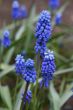 muscari armeniacum