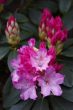 rhododendron