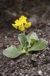 primula auricula