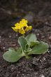 primula auricula 3