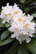 rhododendron catawbiense