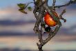 apple in tree
