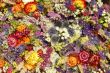 dried flowers