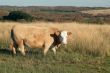 cow on meadow