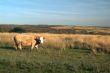 cow on meadow