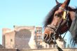 horse infront ruine