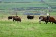 black sheep