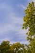 trees and blue sky