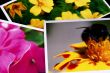summer photos background