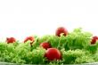 Radish in lettuce
