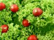 Radish in green