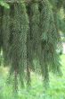 Conifer