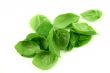 Fresh basil