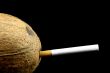 Coconut with cig