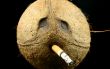 Smoker