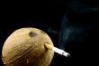 Coconut old smoker