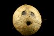 Coconut face