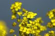Yellow flower