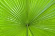Palm leaf abstract
