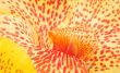 Orchid abstract