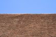 Bicolor background