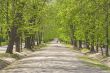 Summer park alley