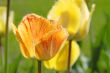 Tulips field