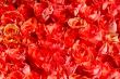Red roses
