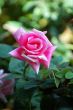 Pink rose