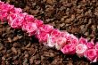 Line of pink roses