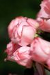 Pink roses