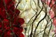 Roses and branches