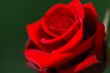 Red rose