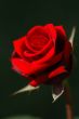 Red rose