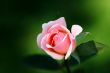 Pink rose