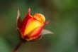 Orange rose