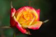 Orange rose