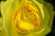 Detail of yellow rose