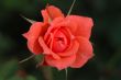 Pink rose