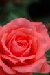Pink rose