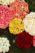 Bouquet of roses
