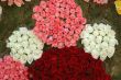 Pattern of roses