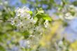 Apple flowers