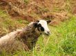 An ewe eating green grass