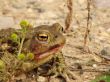 A marsh toad