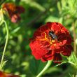 A bee on red marygold